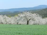 Kirschbluete Großweingarten (4)